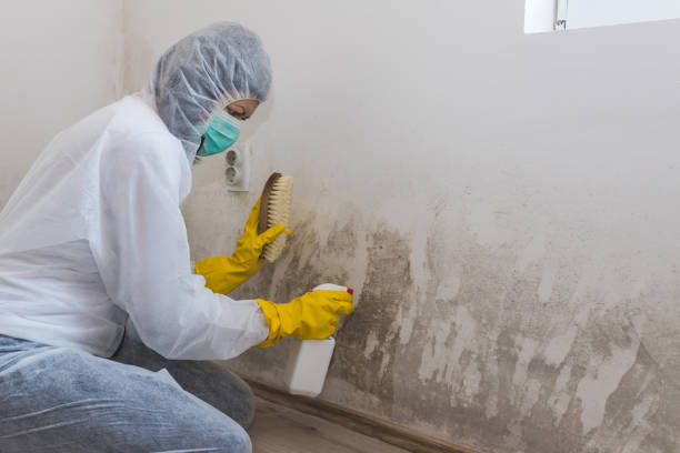 Montauk, NY Mold Remediation Company